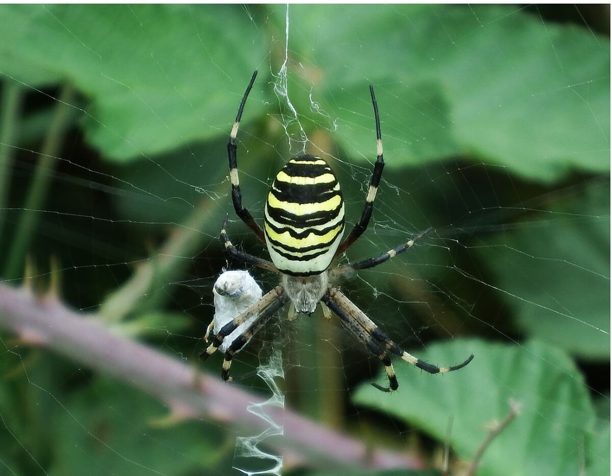 Una araña tigre en una tela.