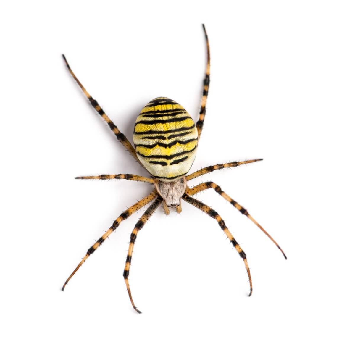 Tiger spider: habitat and characteristics