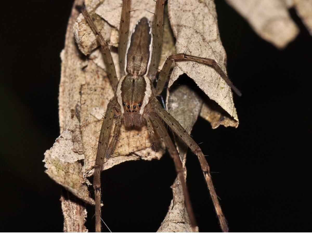 A hobo spider.