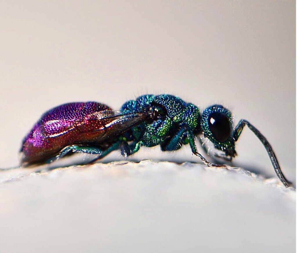 Uno de los insectos más bonitos del mundo.