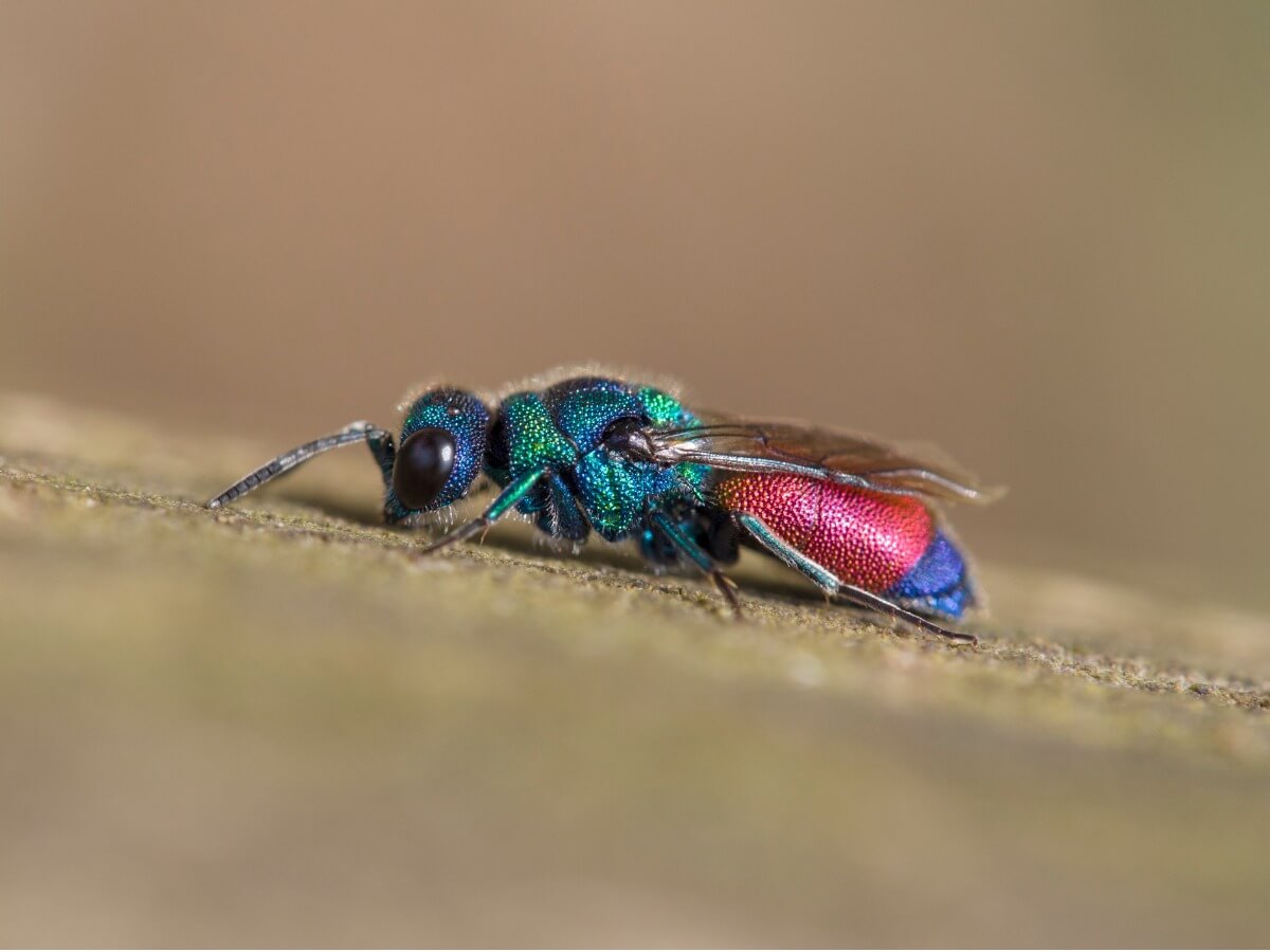 Uno de los insectos más bonitos del mundo.