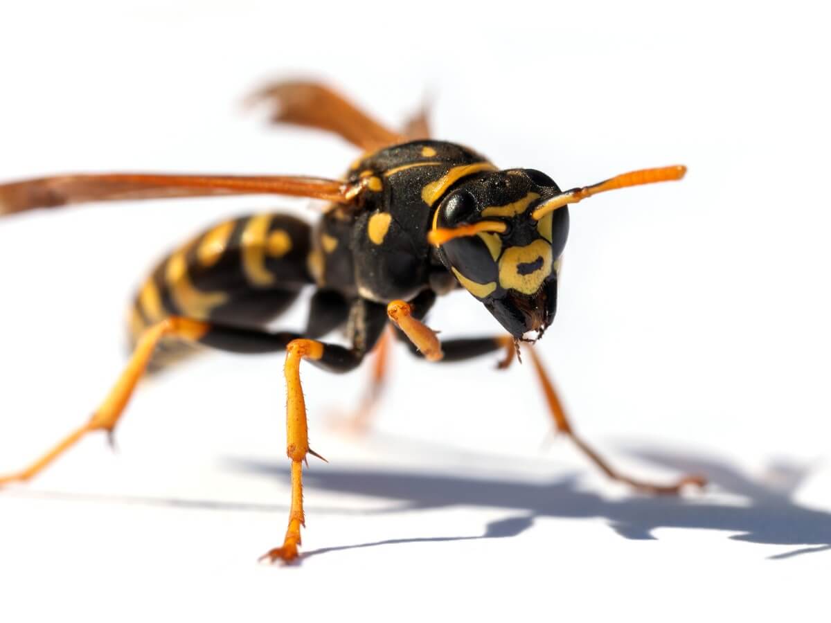 A wasp on a white background.