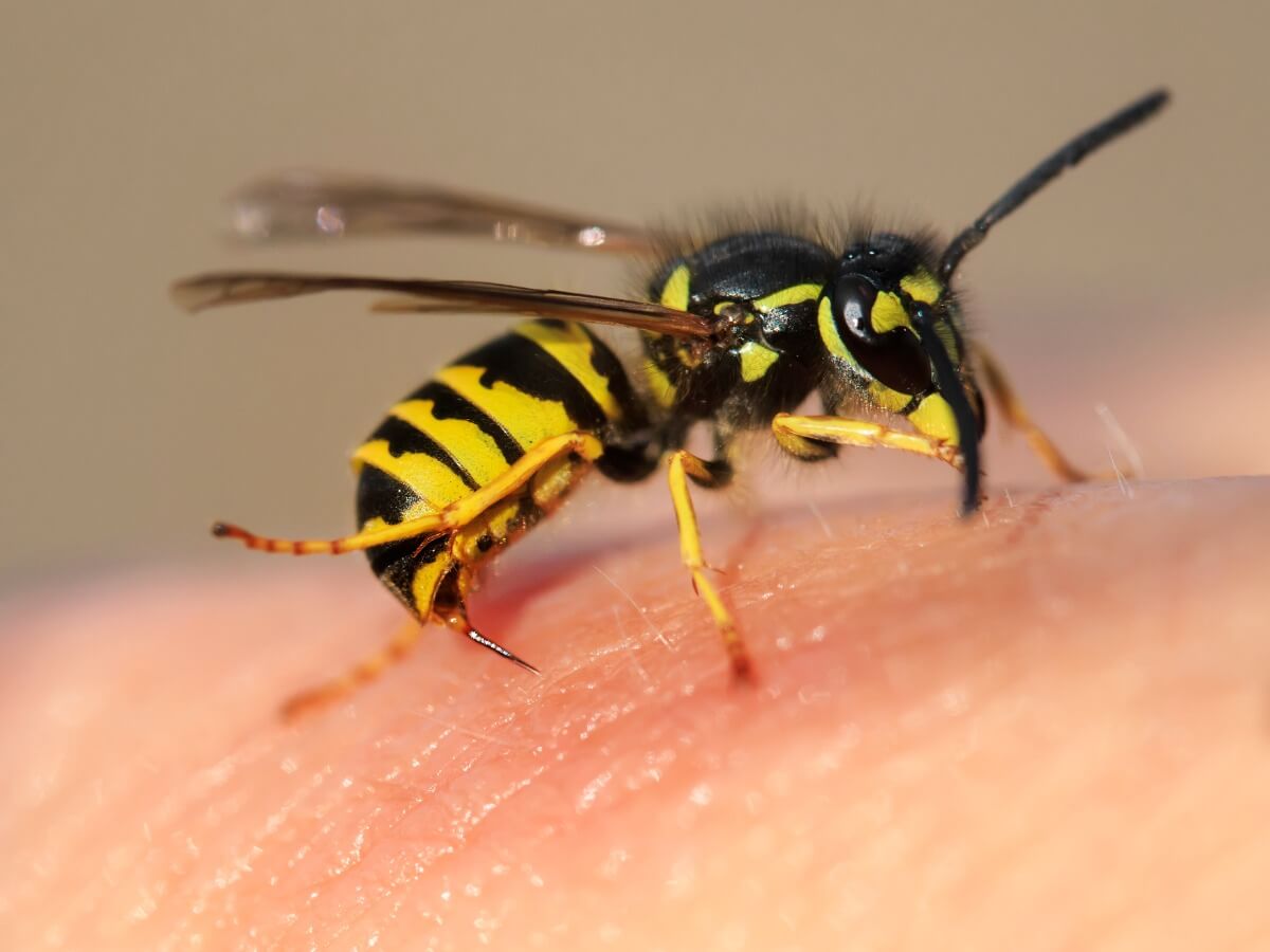 Wasp curiosities: only females sting.