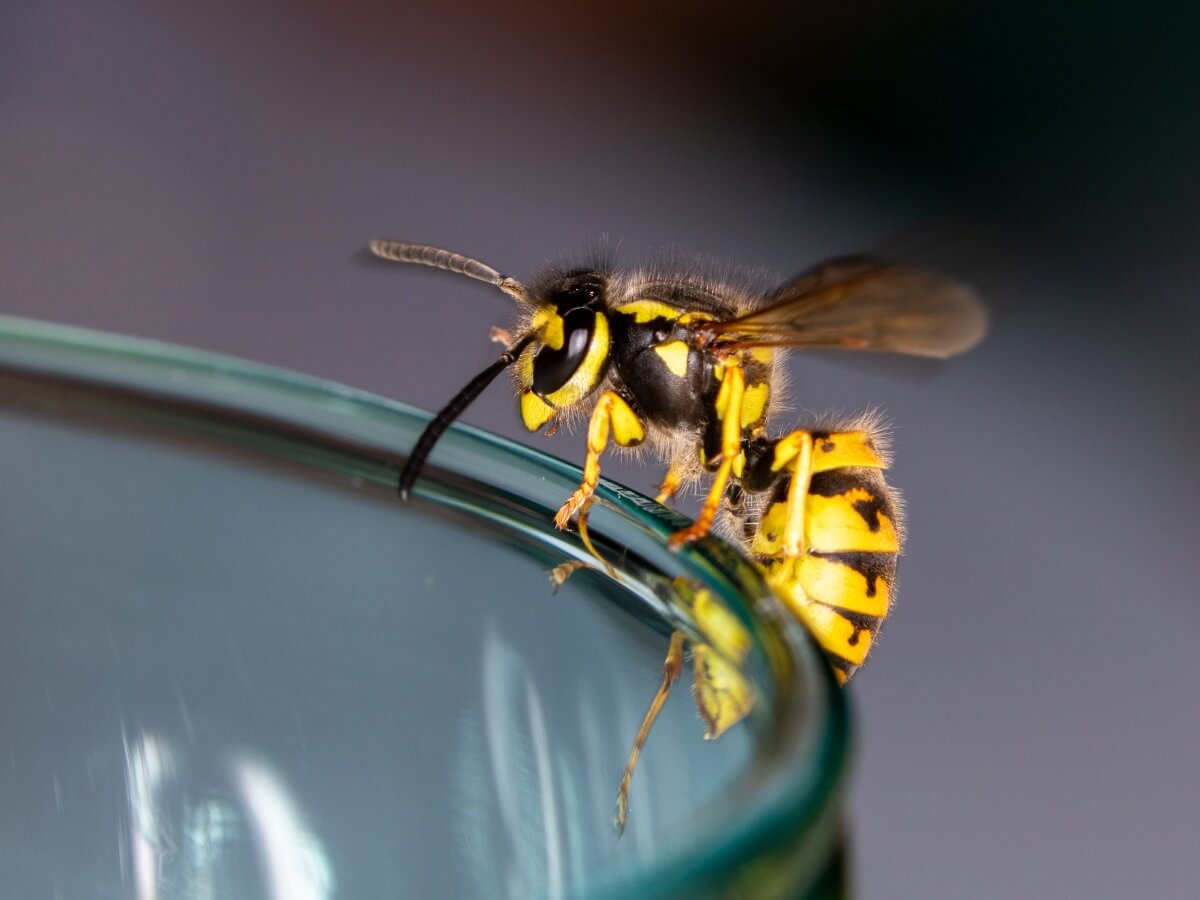 Uma vespa em um copo de cristal.