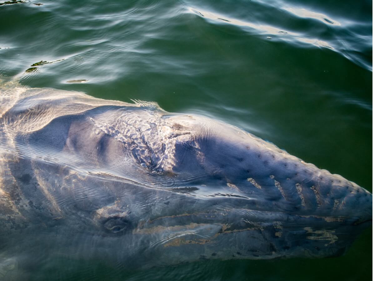 Uma baleia azul viajando pelo mar