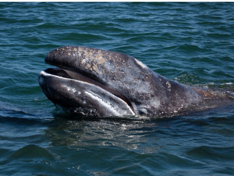 Características y hábitat de la ballena gris