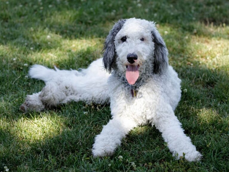 Bernedoodle: todo sobre esta raza