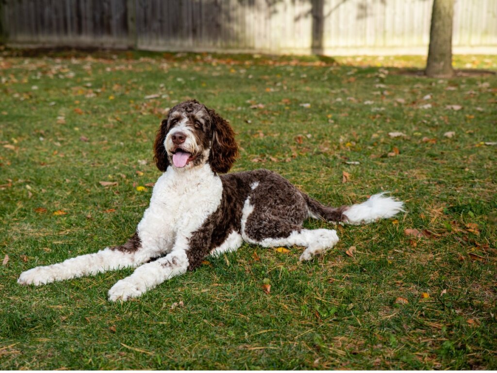 Bernedoodle todo sobre esta raza