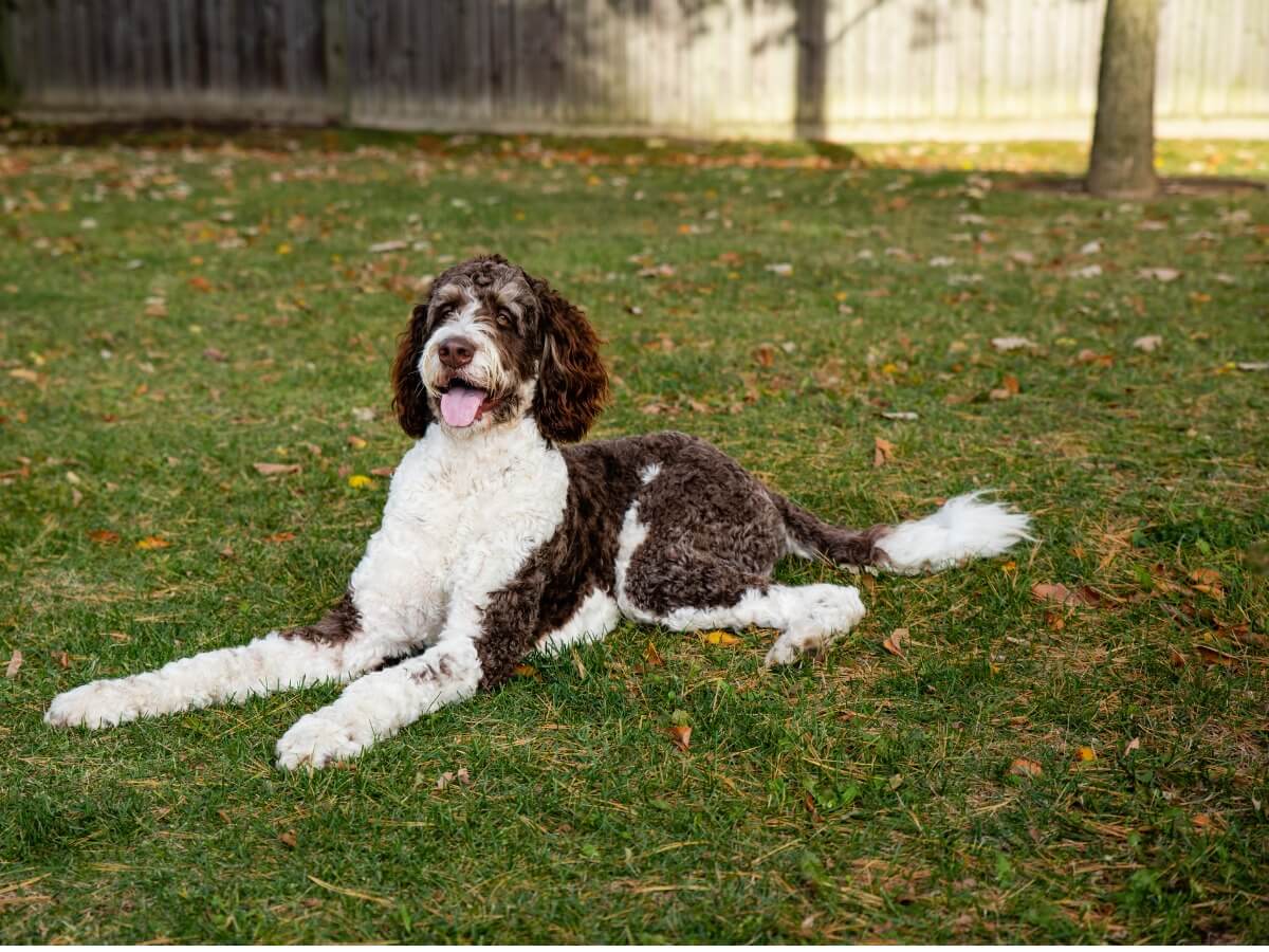 Un bernedoodle tumbado.