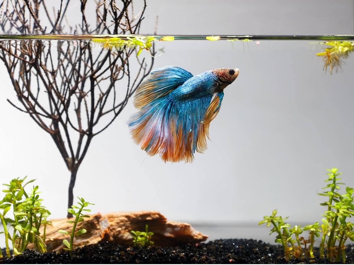 A fish in an aquarium.