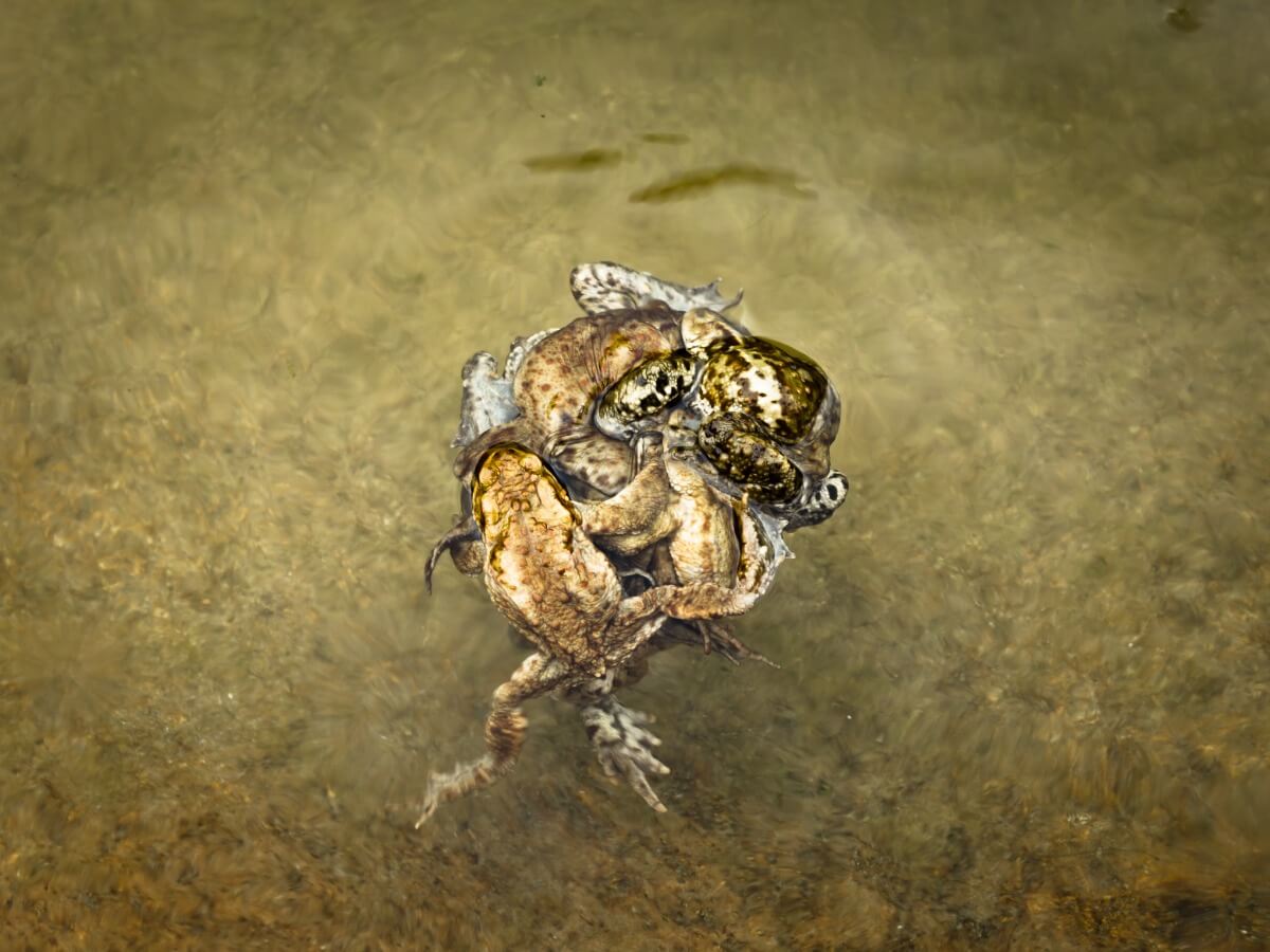 The curiosities of toads at the reproductive level are multiple.