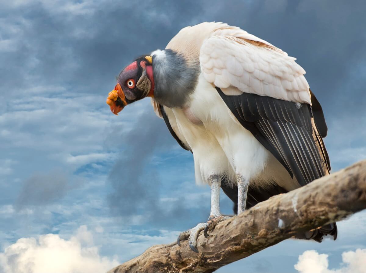 A royal vulture.