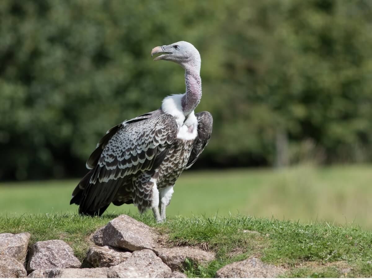 Un grifone di Rupell che mangia.