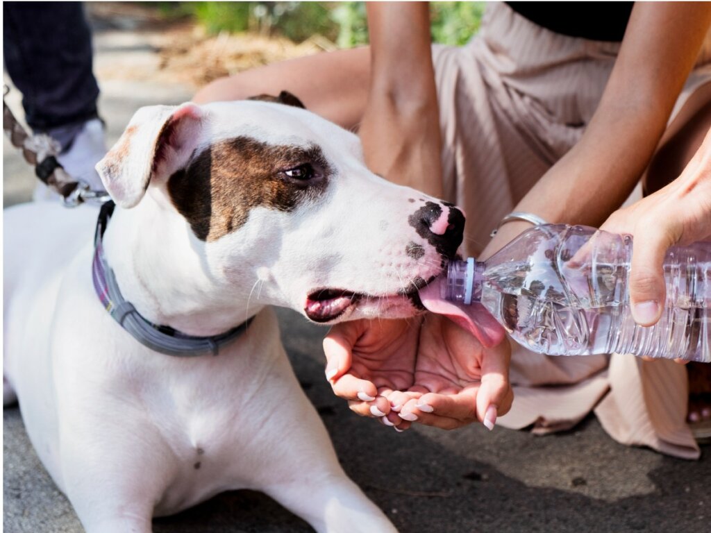 Un bull arab terrier.