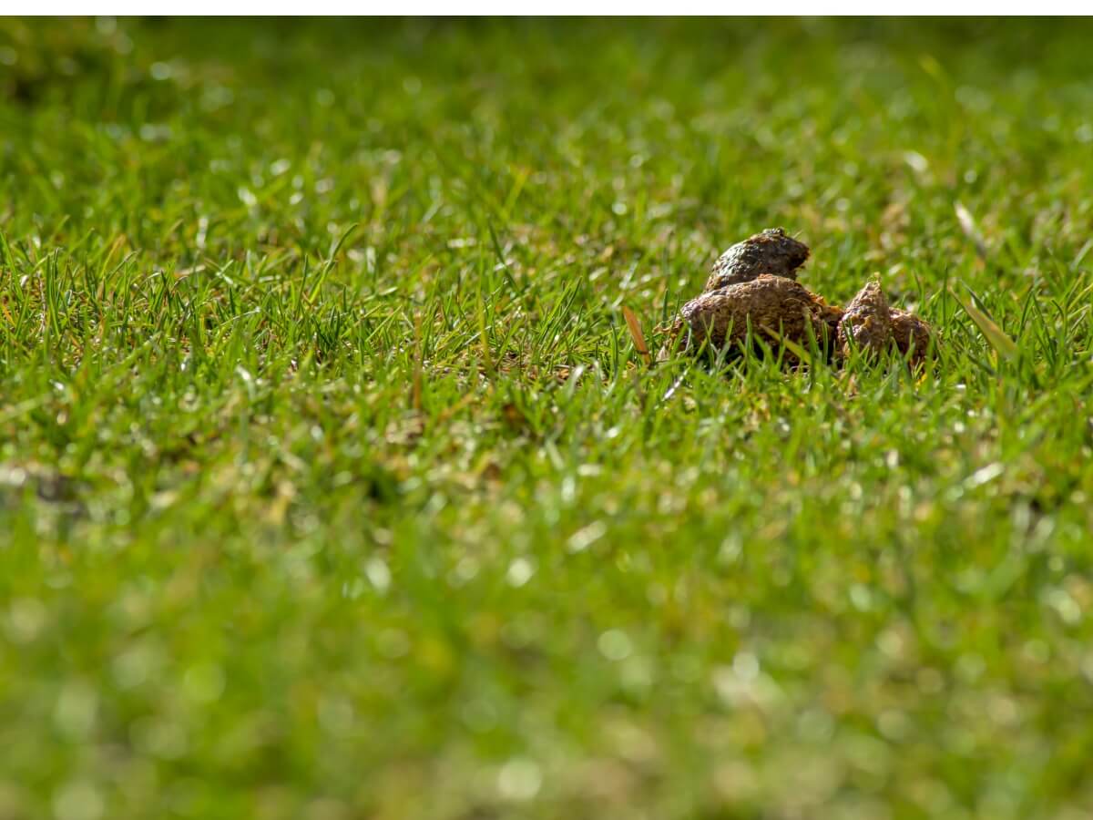 Une crotte de chien sur l'herbe.