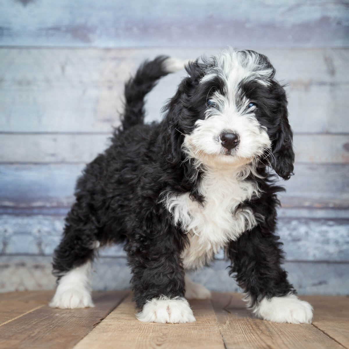 Un cachorro de bernedoodle mirando a cámara.