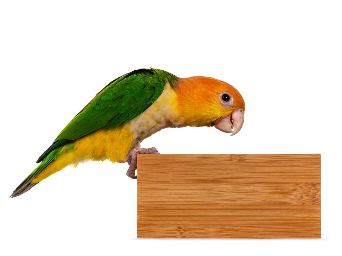 En oransjekronet hvitbukpapegøye i en eske på en hvit bakgrunn.