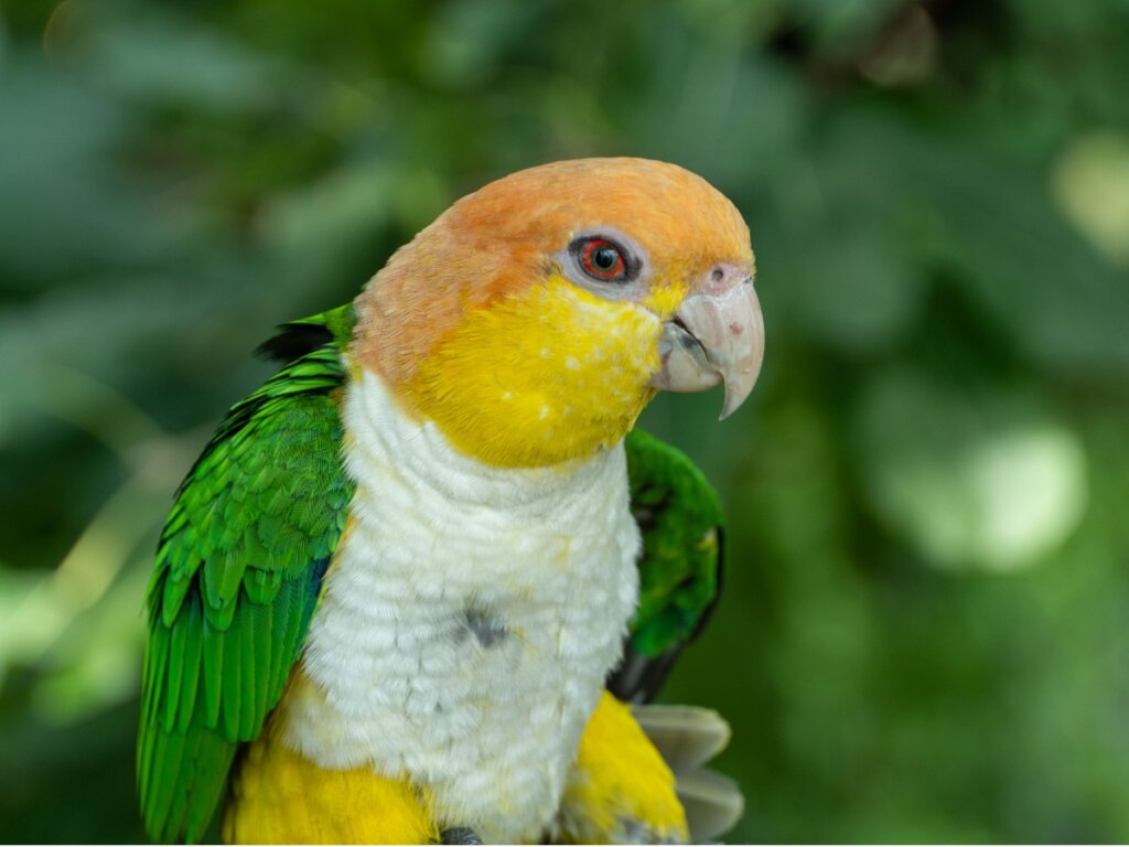 Un pájaro caiques de cara amarilla.