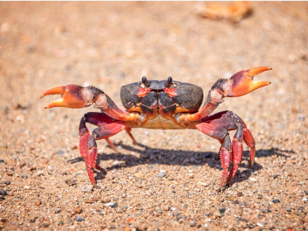 4 Especies De Cangrejos Marinos Mis Animales 4-especies-de-cangrejos-marinos-mis-animales
