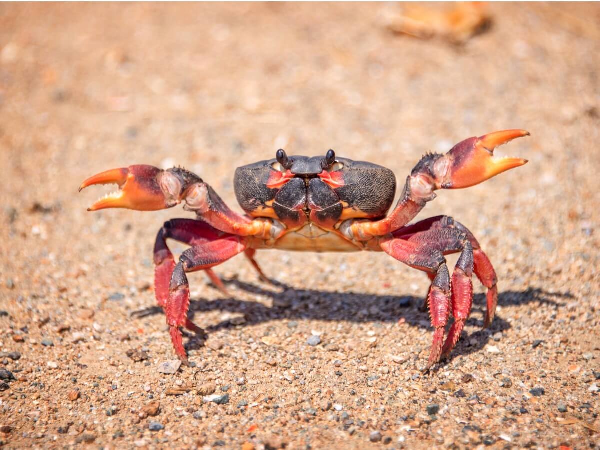 Un crabe.