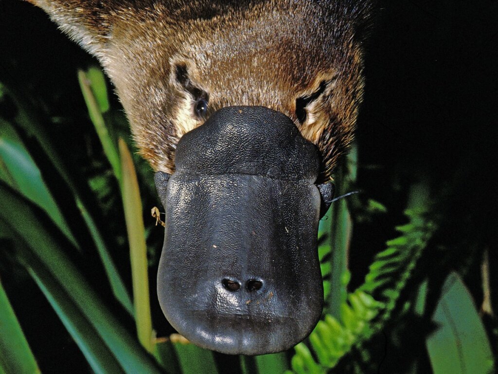 La cara de un ornitorrinco.