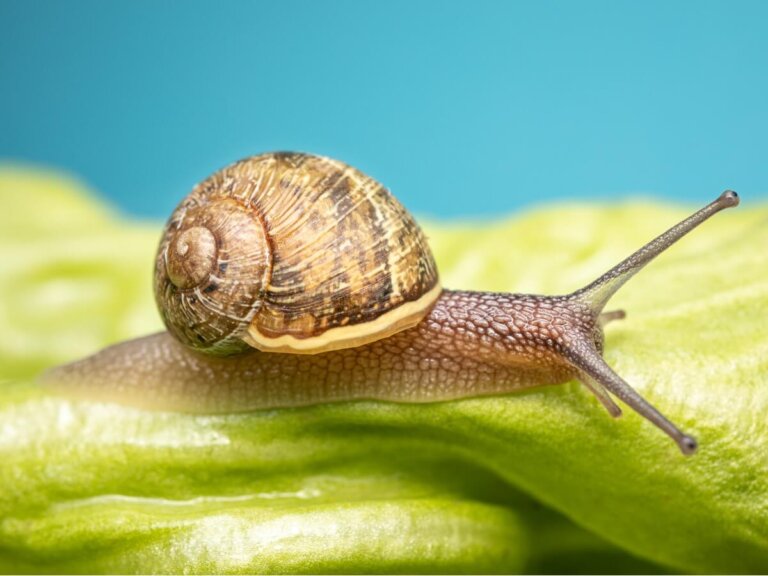 10 curiosidades de los caracoles que te sorprenderán