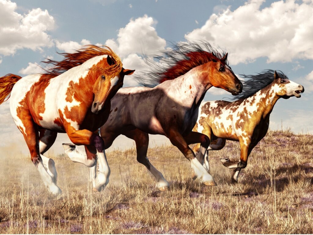 La cría de caballos en libertad - Mis Animales