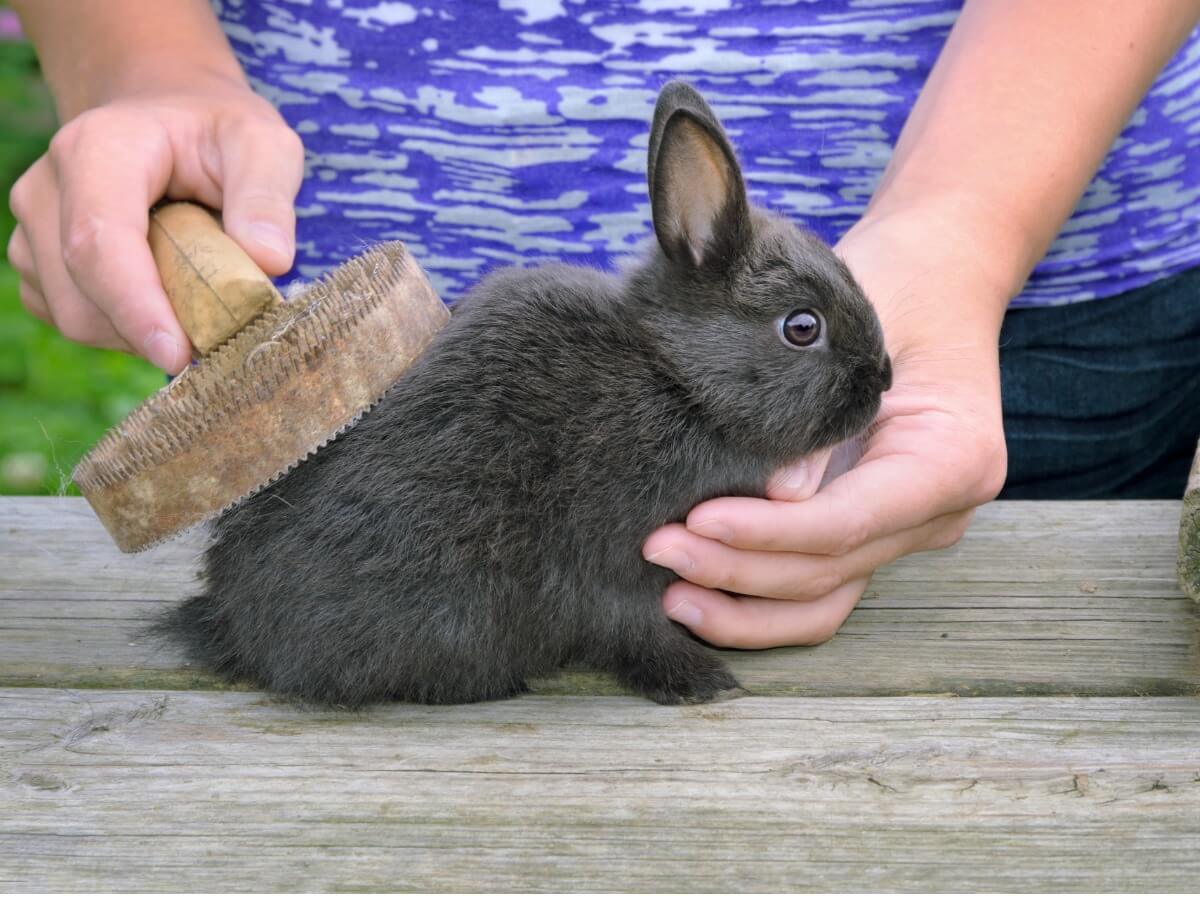 Un ejemplo del cepillado de los conejos.