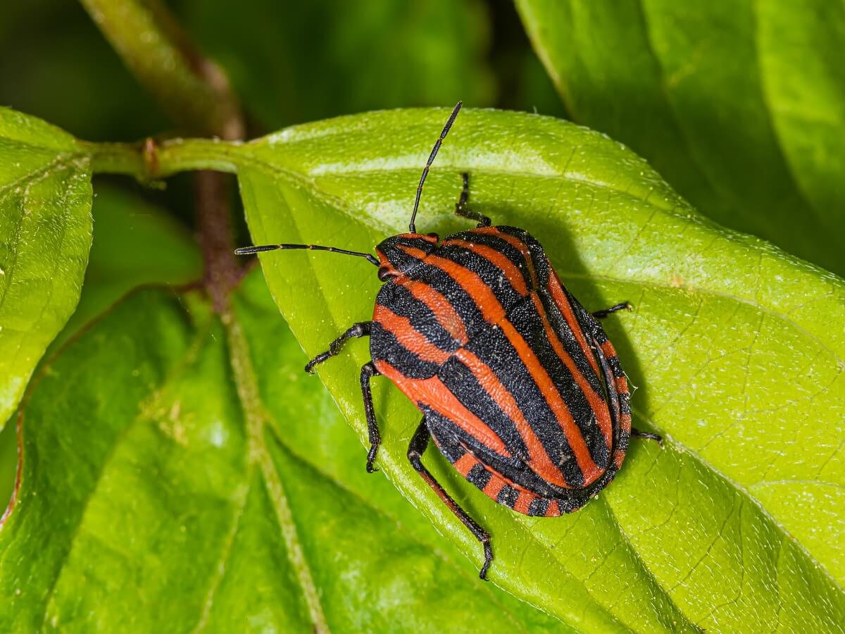 Uno de los insectos más bonitos del mundo.