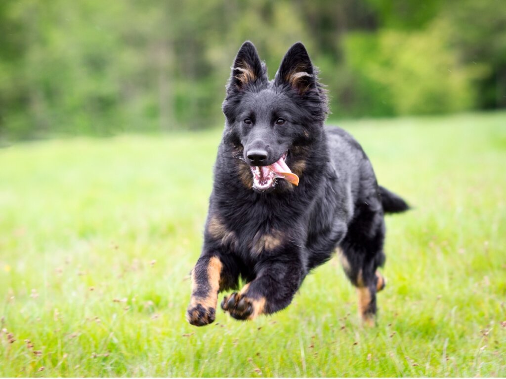 Un chodsky corriendo en el campo.