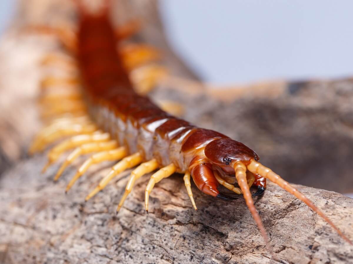 A centipede walking.
