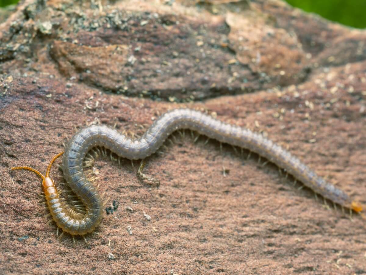 Aunque no lo parezca, esto también es un ciempiés.