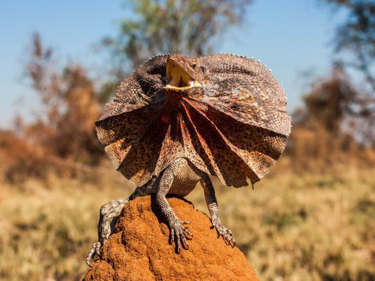 7 curiosidades sobre los agámidos