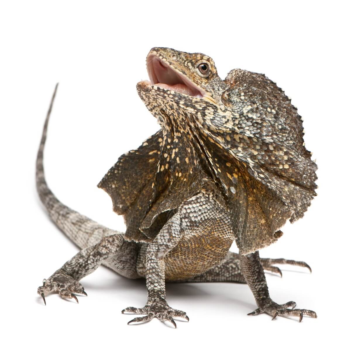 Una de las mascotas exóticas que parecen un dragón.