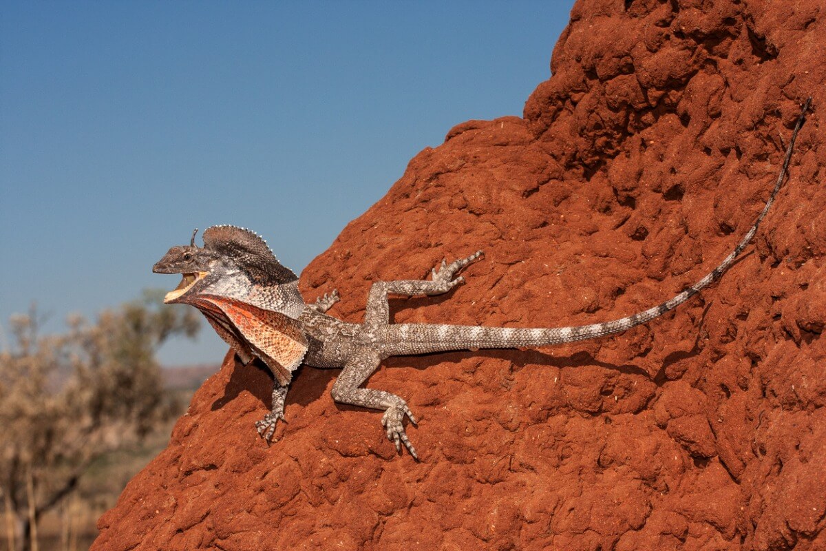 Un clamidosaurio king sobre tierra.