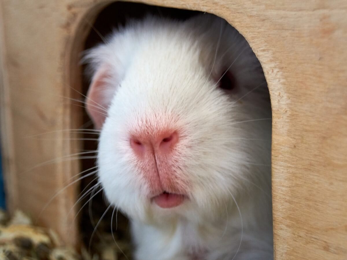 Una cavia himalayana bianca.