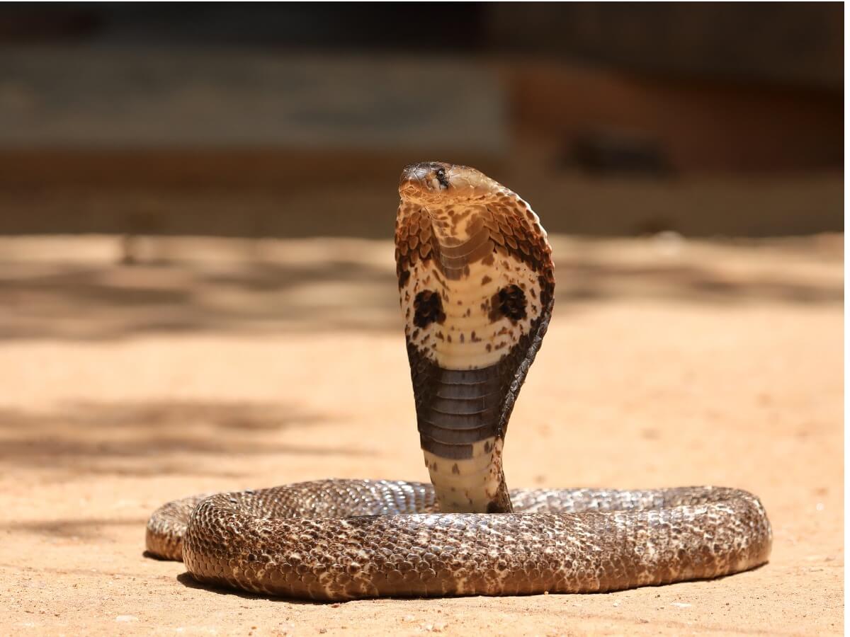 A raised spectacled cobra.