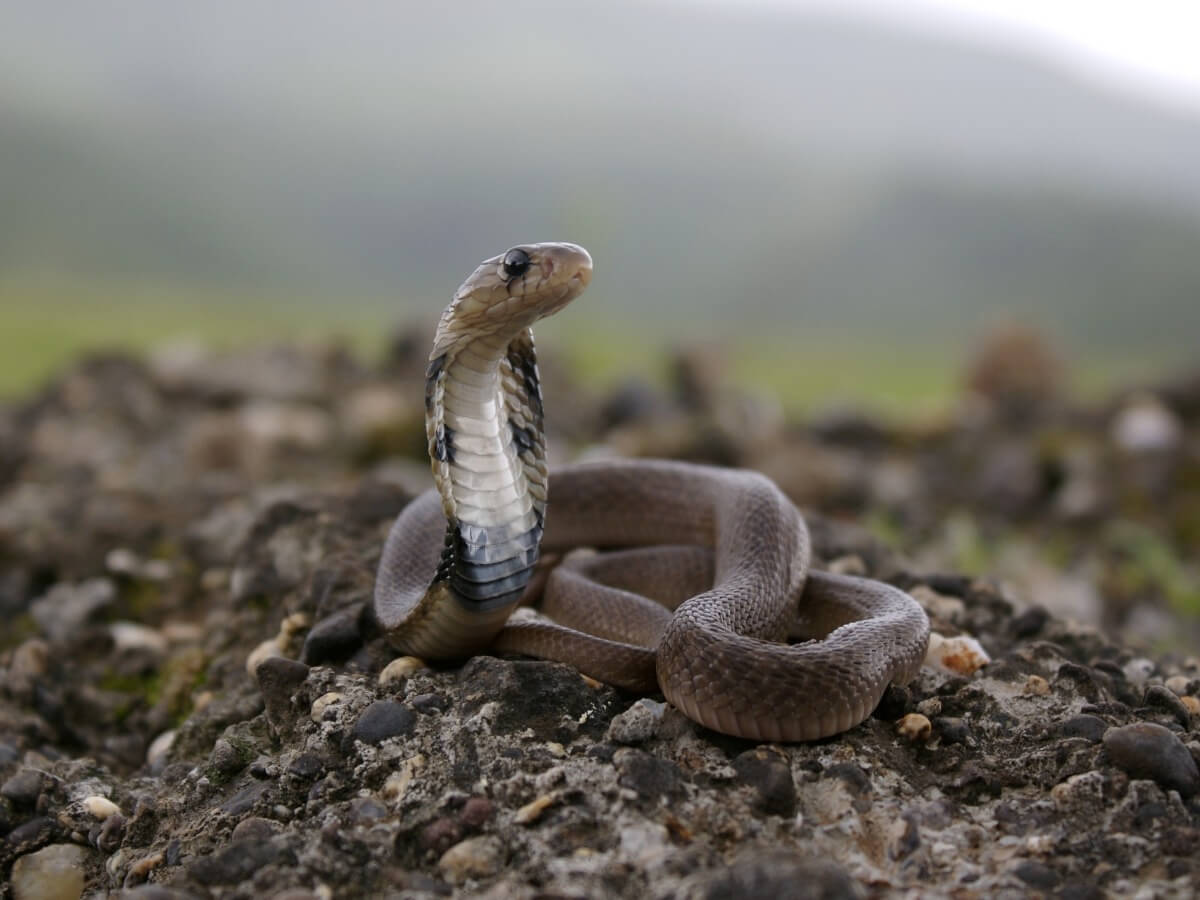 A juvenile spectacled cobra.