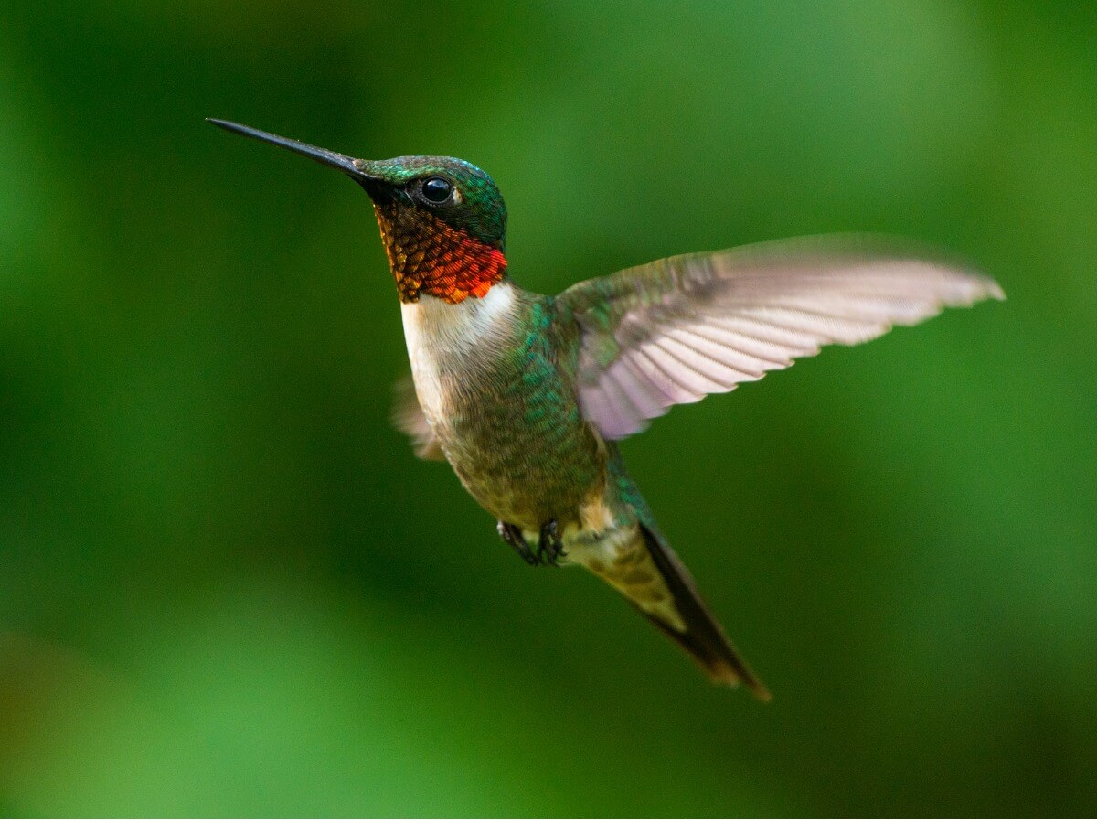 Una de las curiosidades de los colibríes son sus colores.