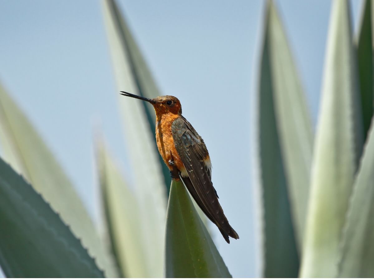 Un colibrí gigante.