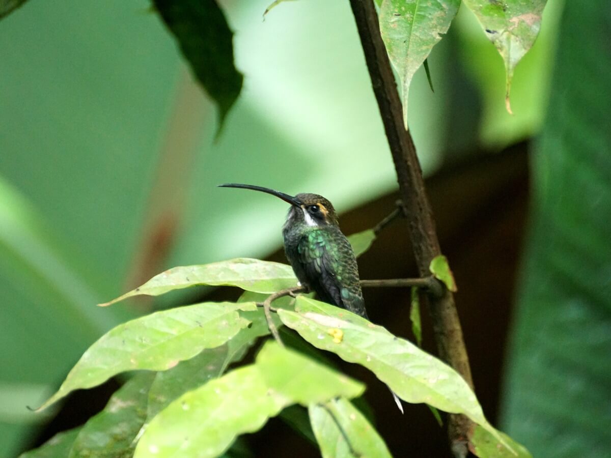 Un colibrí ermitaño yaruqi.