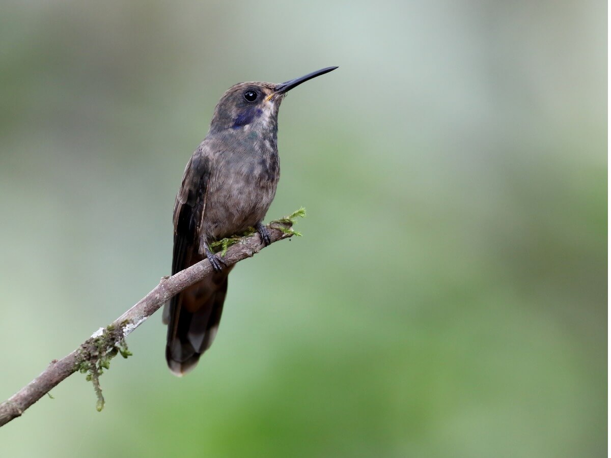 Una de las especies de colibríes.