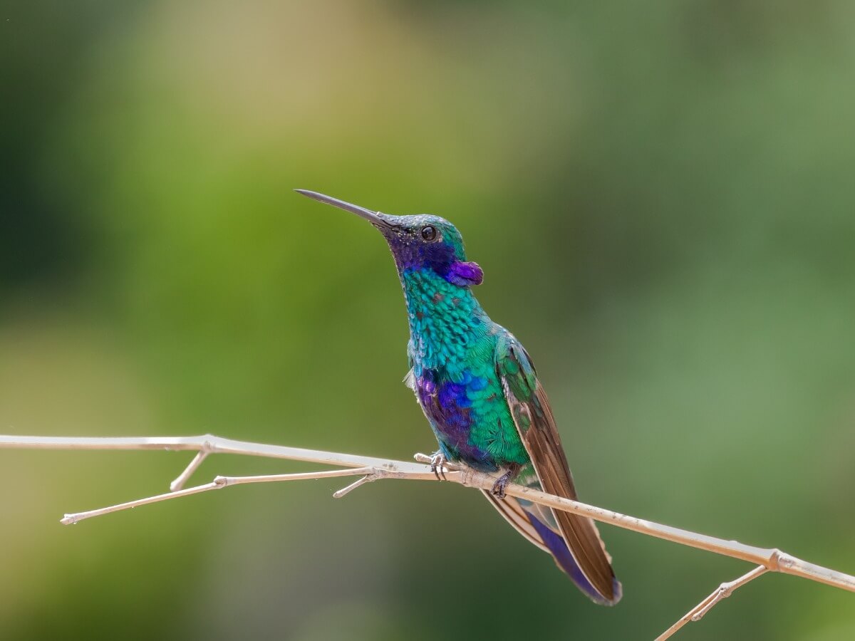 Un colibrí rutilante azul.