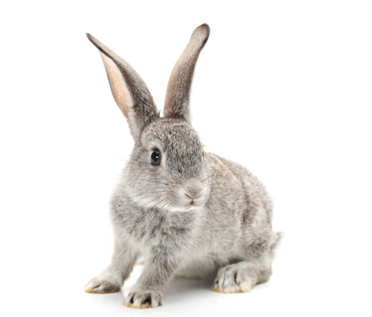 ¿Cómo ven los conejos?