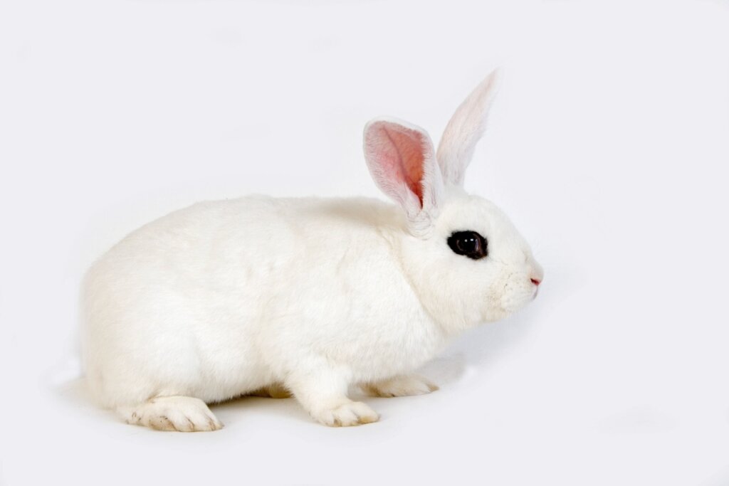 Un conejo blanco de Hotot.