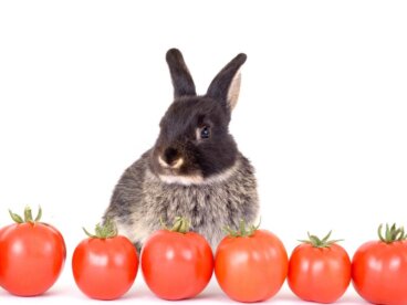 ¿Los conejos pueden comer tomate?