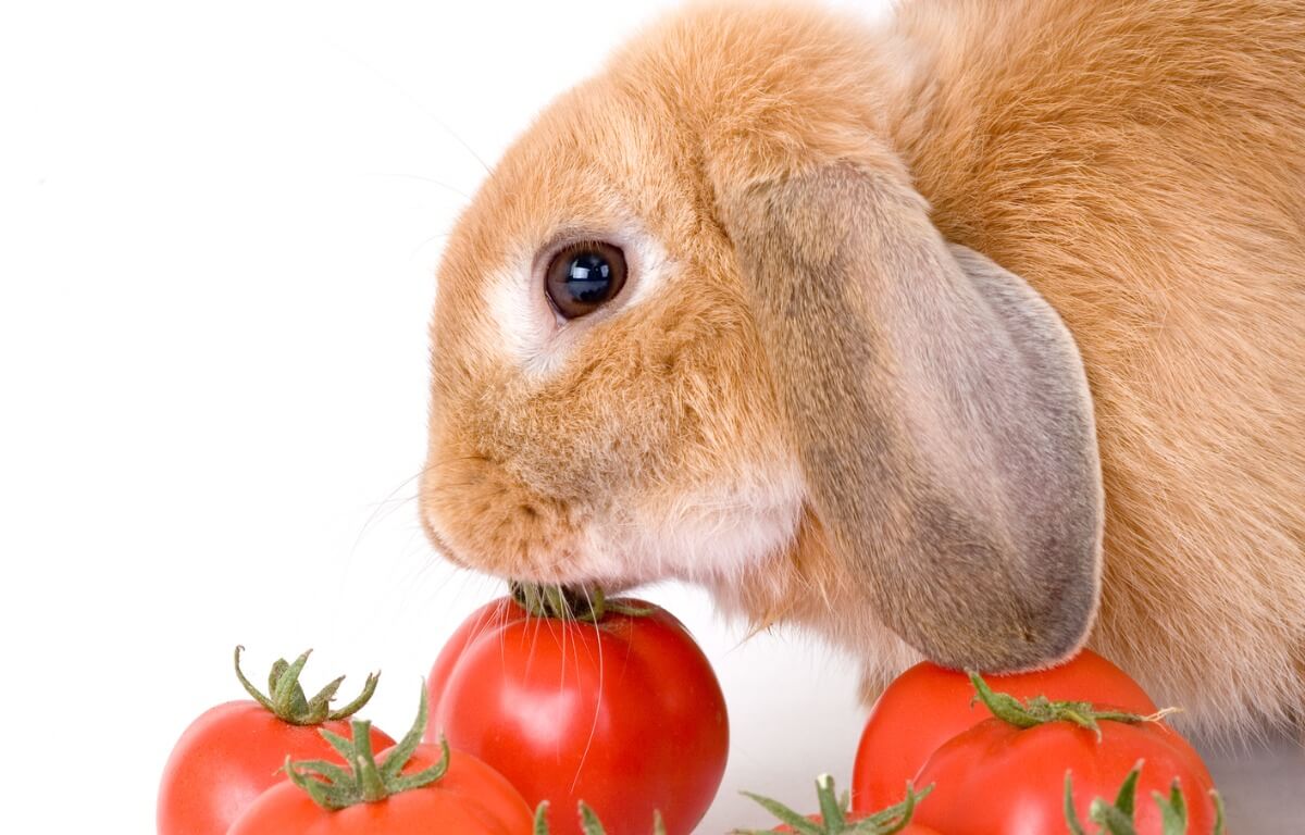 Un conejo comiendo tomate.