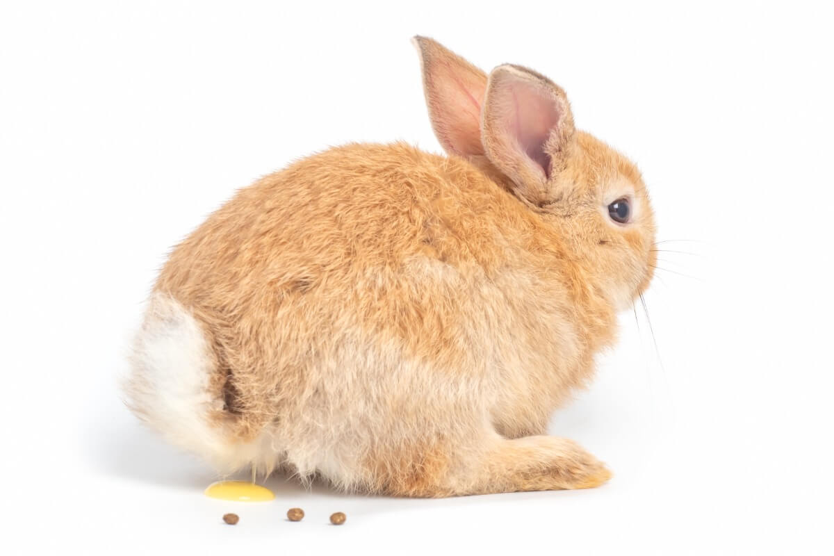 Un conejo hace pis sobre un fondo blanco.