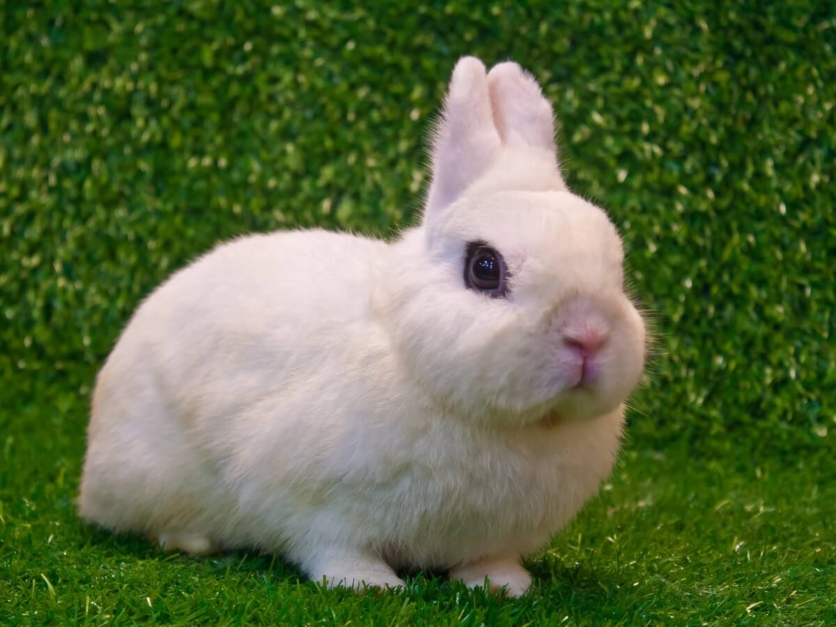 Un conejo Hotot enano.