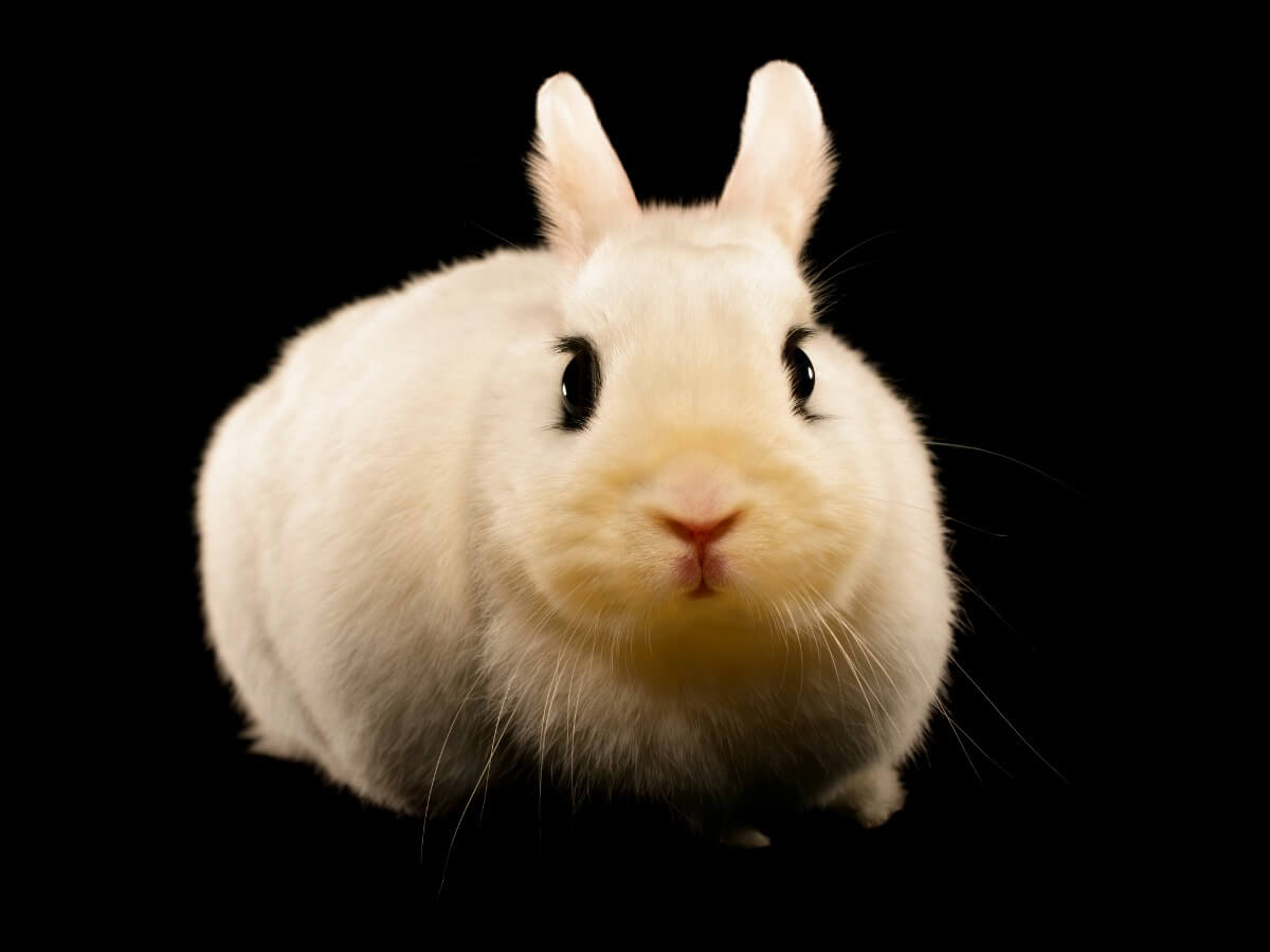 En kanin på en svart bakgrund.